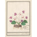 Reproduction of the painting Cyclamen Cyclamen pain de porc Cyclamen pain de pourceaux - Anselmus Botius de Boodt