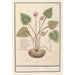 Cyclamen Cyclamen pain de porc Cyclamen pain de pourceaux - Anselmus Botius de Boodt — artwork view