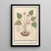 Cyclamen Cyclamen pain de porc Cyclamen pain de pourceaux - Anselmus Botius de Boodt — framed artwork on a wall