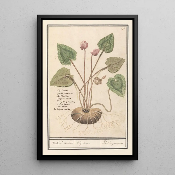 Cyclamen Cyclamen pain de porc Cyclamen pain de pourceaux - Anselmus Botius de Boodt — framed artwork on a wall