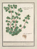 Cymbalaria Cymbalaria vande Italianenen Cijmbalaria italica folio hederaceo Cymbalaire d'Italie - Anselmus Botius de Boodt — artwork view