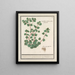 Cymbalaria Cymbalaria vande Italianenen Cijmbalaria italica folio hederaceo Cymbalaire d'Italie - Anselmus Botius de Boodt — framed artwork on a wall