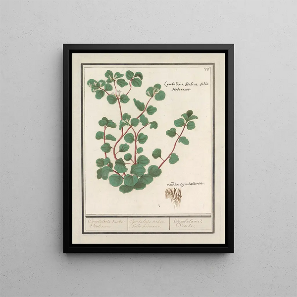 Cymbalaria Cymbalaria vande Italianenen Cijmbalaria italica folio hederaceo Cymbalaire d'Italie - Anselmus Botius de Boodt — framed artwork on a wall