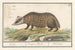The Badger (Meles meles) - Anselmus Botius de Boodt — artwork view