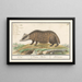 The Badger (Meles meles) - Anselmus Botius de Boodt — framed artwork on a wall