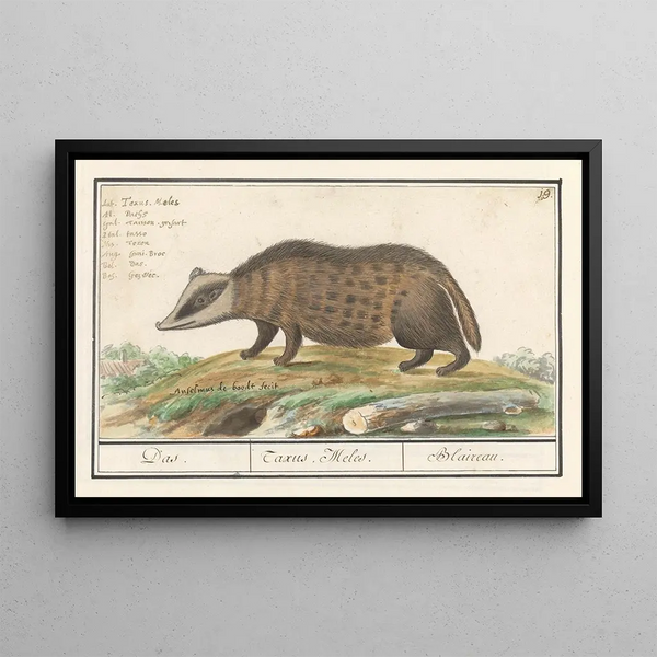 The Badger (Meles meles) - Anselmus Botius de Boodt — framed artwork on a wall