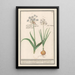 Reproduction of the painting Ail des ours Allium ursinum - Anselmus Botius de Boodt