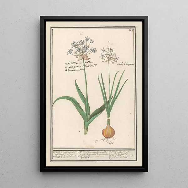Reproduction of the painting Ail des ours Allium ursinum - Anselmus Botius de Boodt