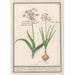 Reproduction of the painting Ail des ours Allium ursinum - Anselmus Botius de Boodt