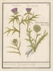 Distel Carduus and artichoke Cynara cardunculus Bolle Caerden Cardius Spherochephalus - Anselmus Botius de Boodt — artwork view
