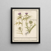 Distel Carduus and artichoke Cynara cardunculus Bolle Caerden Cardius Spherochephalus - Anselmus Botius de Boodt — framed artwork on a wall