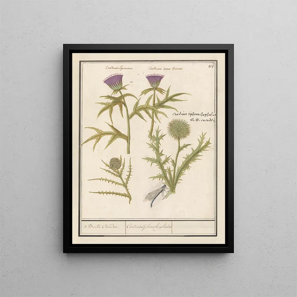 Distel Carduus and artichoke Cynara cardunculus Bolle Caerden Cardius Spherochephalus - Anselmus Botius de Boodt — framed artwork on a wall