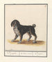 Dog Canis family of wolves Dogghe Molossus canis Dogue - Anselmus Botius de Boodt — artwork view