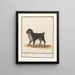 Dog Canis family of wolves Dogghe Molossus canis Dogue - Anselmus Botius de Boodt — framed artwork on a wall