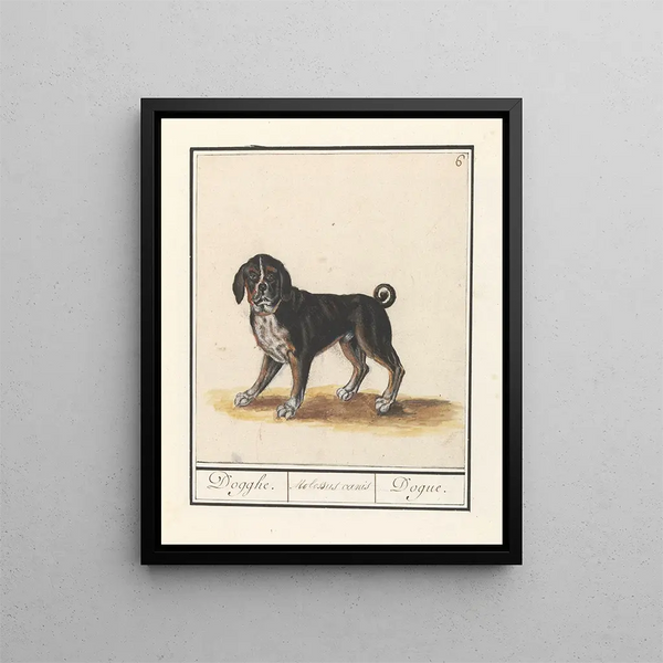 Dog Canis family of wolves Dogghe Molossus canis Dogue - Anselmus Botius de Boodt — framed artwork on a wall