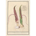 Dracunculus Dracunculus vulgaris dragon root Dracunculus Serpentaria Serpentine - Anselmus Botius de Boodt — artwork view