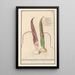 Dracunculus Dracunculus vulgaris dragon root Dracunculus Serpentaria Serpentine - Anselmus Botius de Boodt — framed artwork on a wall