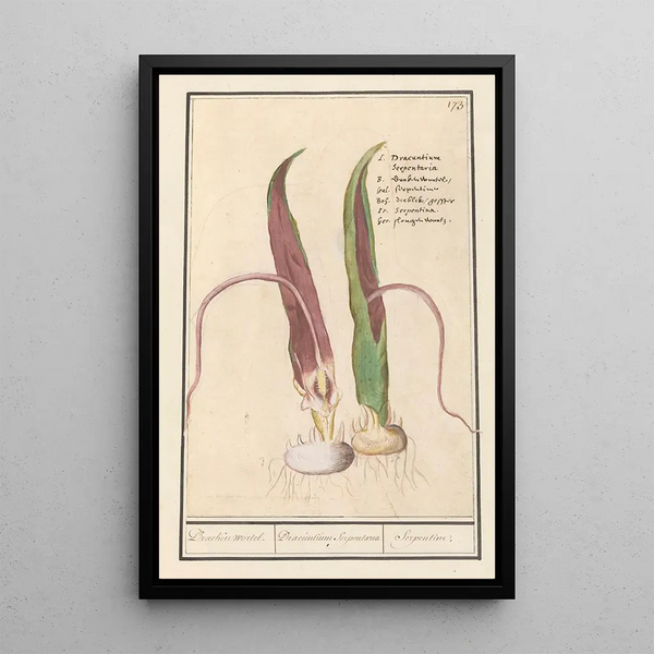 Dracunculus Dracunculus vulgaris dragon root Dracunculus Serpentaria Serpentine - Anselmus Botius de Boodt — framed artwork on a wall