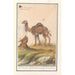 Dromadaire Camelus dromedarius dromadaire Camelusdromas dromadaire - Anselmus Botius de Boodt — artwork view