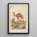 Dromadaire Camelus dromedarius dromadaire Camelusdromas dromadaire - Anselmus Botius de Boodt — framed artwork on a wall