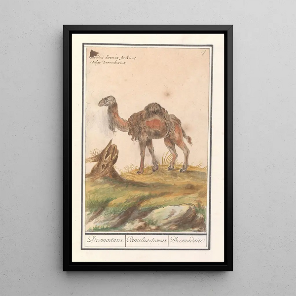 Dromadaire Camelus dromedarius dromadaire Camelusdromas dromadaire - Anselmus Botius de Boodt — framed artwork on a wall