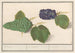 Vigne Vitis vinifera Raisins uva Vulgaris Raisins - Anselmus Botius de Boodt — artwork view