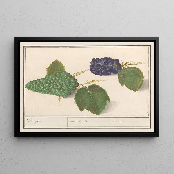 Vigne Vitis vinifera Raisins uva Vulgaris Raisins - Anselmus Botius de Boodt — framed artwork on a wall
