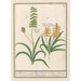 Muscari Muscari 1 Muscari with yellow flower - Anselmus Botius de Boodt — artwork view