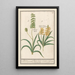 Muscari Muscari 1 Muscari with yellow flower - Anselmus Botius de Boodt — framed artwork on a wall