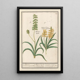 Anselmus Botius de Boodt - Druifhyacint Muscari 1 Muscari 2 Muscari met geluwe bloem.webp