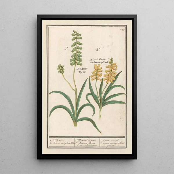Muscari Muscari 1 Muscari with yellow flower - Anselmus Botius de Boodt — framed artwork on a wall