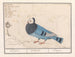 Dove of Pigeons - Anselmus Botius de Boodt — artwork view