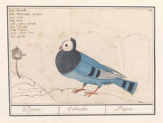 Dove of Pigeons - Anselmus Botius de Boodt — artwork view