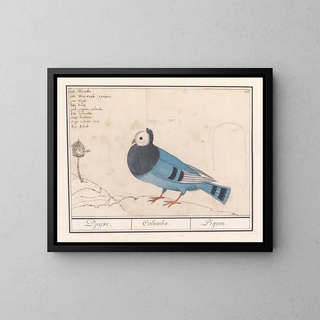 Dove of Pigeons - Anselmus Botius de Boodt — framed artwork on a wall