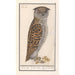 Petit-duc Otus scops, medium-owl Asio otus - Anselmus Botius de Boodt — artwork view