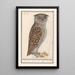 Petit-duc Otus scops, medium-owl Asio otus - Anselmus Botius de Boodt — framed artwork on a wall