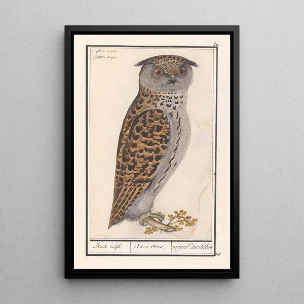 Petit-duc Otus scops, medium-owl Asio otus - Anselmus Botius de Boodt — framed artwork on a wall