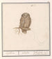 Dwerguil Glaucidium passerinum uijlken ulula chevche ou petite chouette - Anselmus Botius de Boodt — artwork view