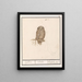 Dwerguil Glaucidium passerinum uijlken ulula chevche ou petite chouette - Anselmus Botius de Boodt — framed artwork on a wall