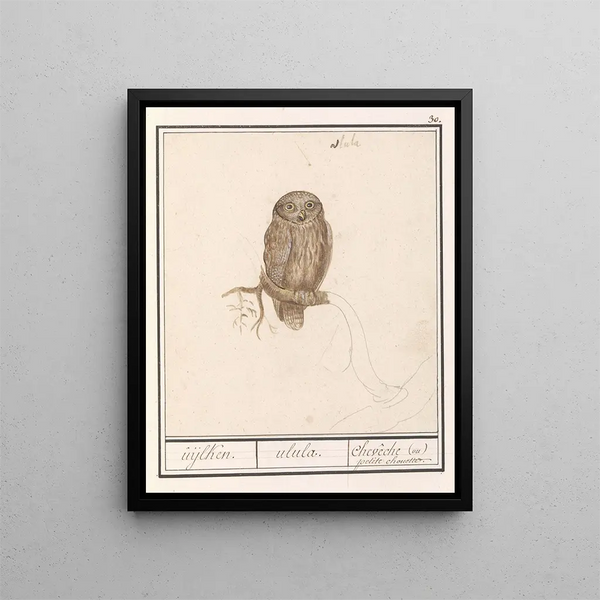 Dwerguil Glaucidium passerinum uijlken ulula chevche ou petite chouette - Anselmus Botius de Boodt — framed artwork on a wall