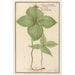 Parisette Paris quadrifolia baie de loup Solanum tetraphyllon herbe paris raisin de renard - Anselmus Botius de Boodt — artwork view