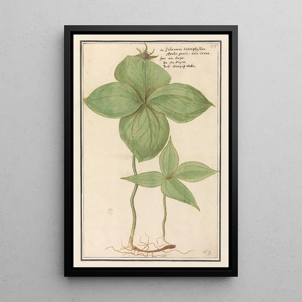 Parisette Paris quadrifolia baie de loup Solanum tetraphyllon herbe paris raisin de renard - Anselmus Botius de Boodt — framed artwork on a wall