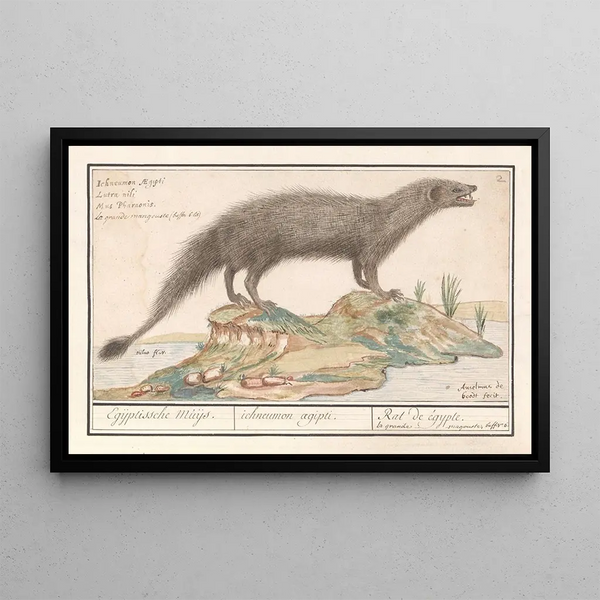 Egyptian Ichneumon Painting Herpestes ichneumon - Anselmus Botius de Boodt — framed artwork on a wall