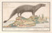 Egyptian Ichneumon Painting Herpestes ichneumon - Anselmus Botius de Boodt — artwork view