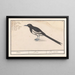Pie bavarde - Anselmus Botius de Boodt — framed artwork on a wall