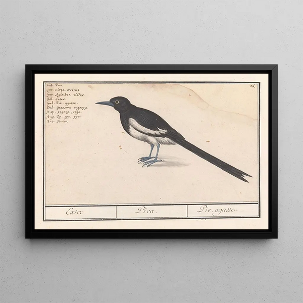 Pie bavarde - Anselmus Botius de Boodt — framed artwork on a wall