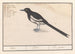 Pie bavarde - Anselmus Botius de Boodt — artwork view