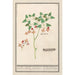 Epimède Epimedium alpinum épimède herbe épimède chapeau d'évêque - Anselmus Botius de Boodt — artwork view
