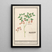 Epimède Epimedium alpinum épimède herbe épimède chapeau d'évêque - Anselmus Botius de Boodt — framed artwork on a wall