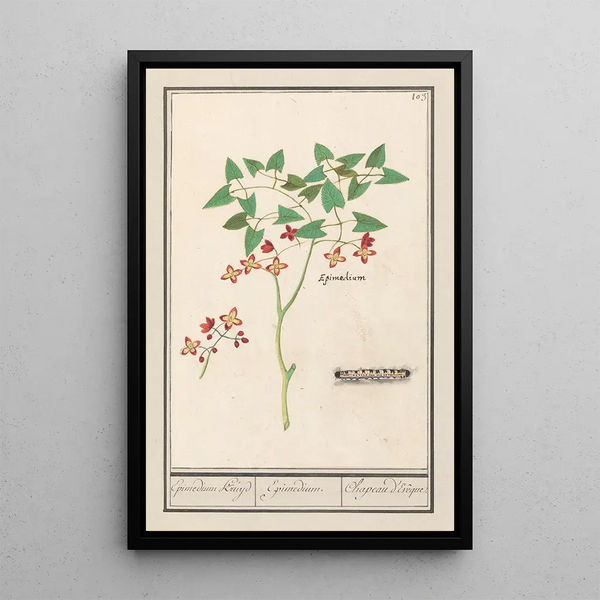 Epimède Epimedium alpinum épimède herbe épimède chapeau d'évêque - Anselmus Botius de Boodt — framed artwork on a wall